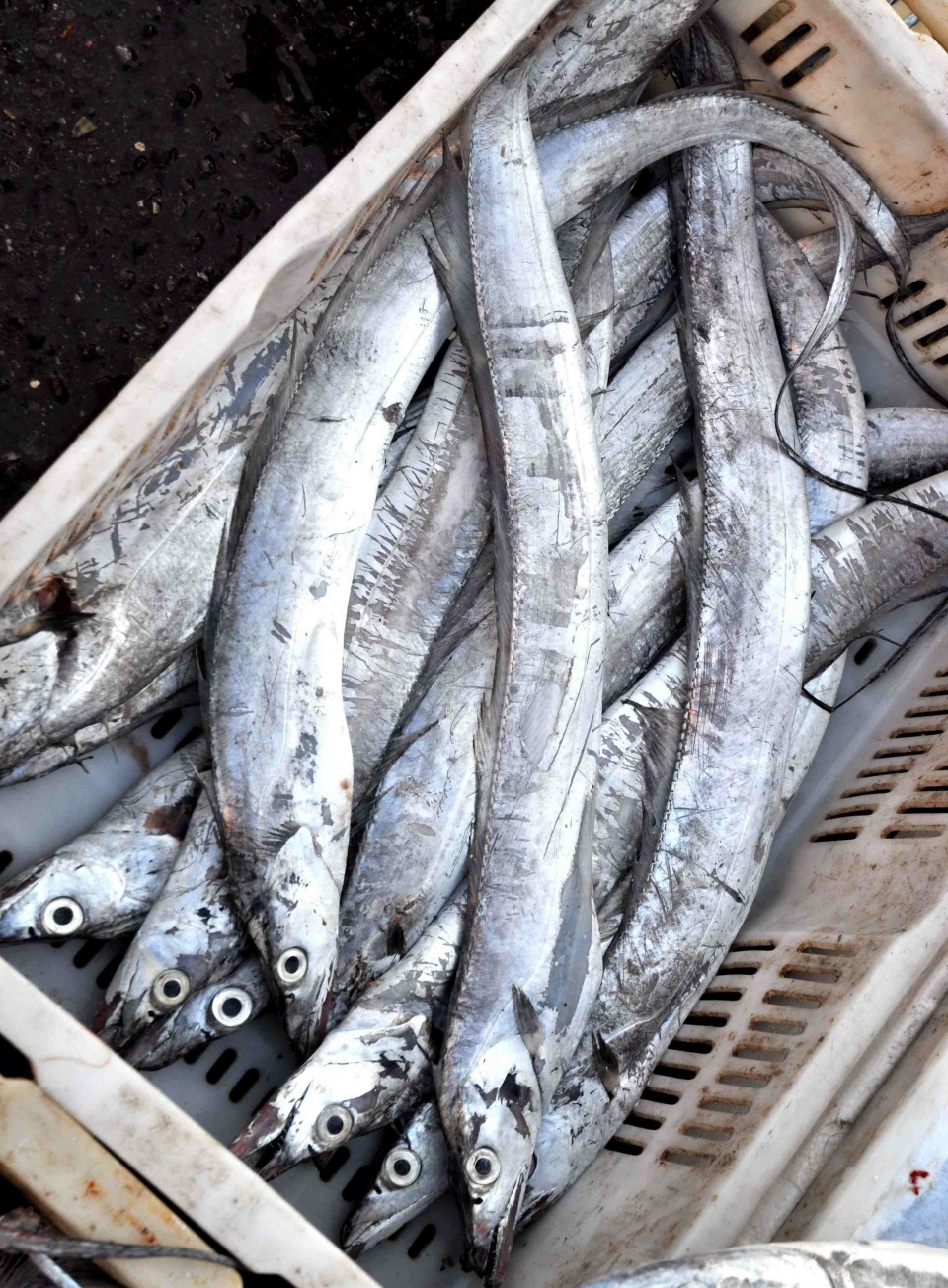 新鲜鲅鱼大量上市买卖红火 售价25-40元不等