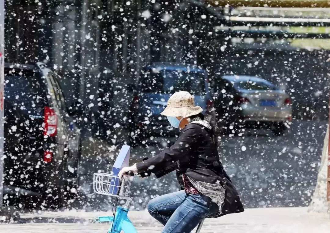 轻轻杨柳絮随风易飘散遇火就能着一烧一大片