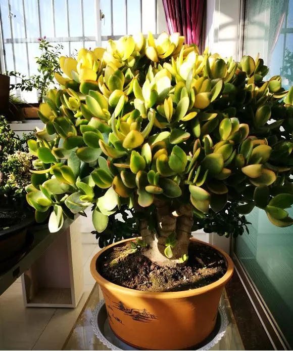 >  新闻 >  青岛推荐  玉树天生"欠修理",枝条不管就疯长,又杂又乱,有