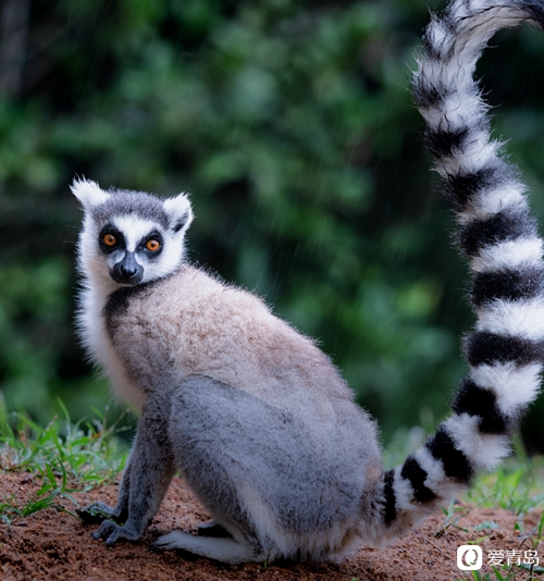 动画电影《马达加斯加》中,国王朱利安的原型就是环尾狐猴