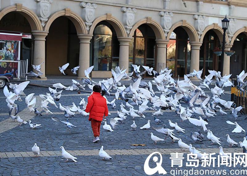 红树林广场 有一种穿着"毛领大衣"的鸽子很有范儿-新闻-青岛网络广播