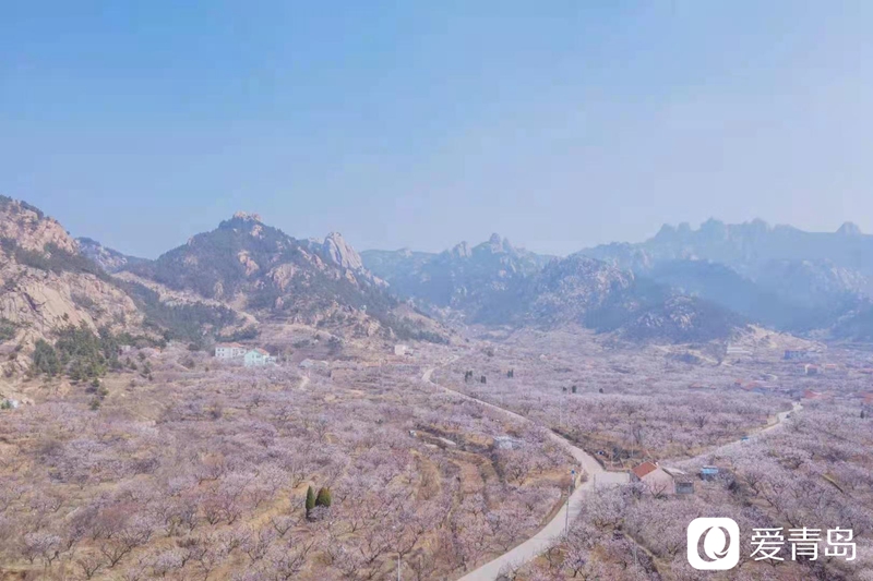 城阳少山杏花村 花满枝头正醉人-生活-青岛网络广播电视台