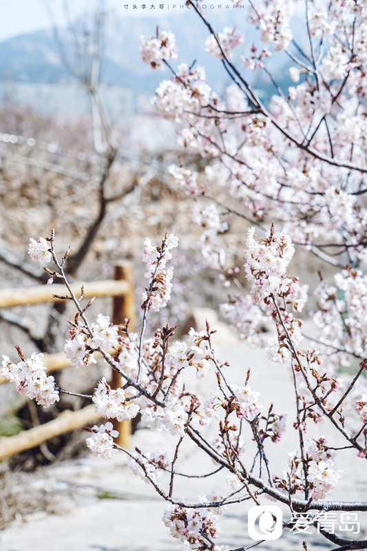 快来赏花!大崂樱桃谷花开似海,宛若仙境