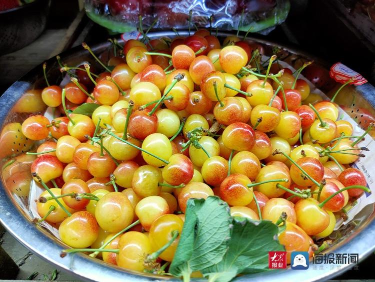 大棚樱珠已经上市 55元—70元/斤尝个鲜-新闻-青岛网络广播电视台